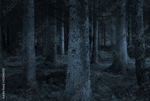 Photo: blue forest blue forest