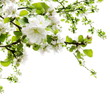 Apple Blossom over White