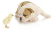baby animals