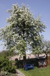 Garten mit blühendem Birnbaum Garten mit blühendem Birnbaum