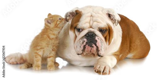 Photo: dog and cat dog and cat