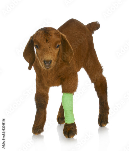 Photo: veterinary care veterinary care