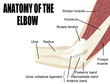 Anatomy of the elbow