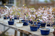 Row Of Bonsai Trees At A Japan...