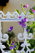 Sweet pea blossoming at a white fence