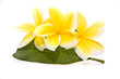 plumeria flowers