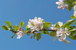 Apfelblüte