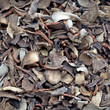 Getrocknete Birkenrotkappen