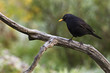 Amsel