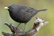 Amsel