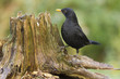 Amsel