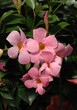 dipladenia