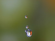 Tropfen & Obst