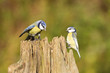 Blaumeisen an der Futterstelle