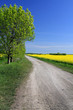 Rapsfeld