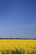 Rapsfeld