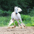 white horse runs on the sand