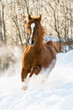 Image : red arabian stallion runs gallop in the snow