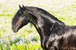 friesian horse portrait in sunset
