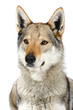 Czechoslovak wolfhound in studio