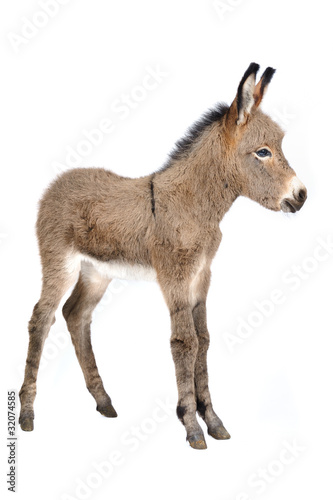 Photo: Baby donlkey 5 days old in studio Baby donlkey 5 days old in studio