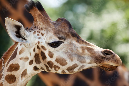 Photo: Young giraffe Young giraffe