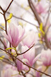 Magnolia blossom