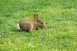 Rabbit