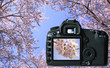 Digital camera