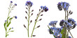 Photo en ligne au meilleur prix Forgetmenots. Elements. Collection of macro elements.