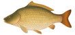 Common Carp (Cyprinus carpio) "Full compatible gradients."