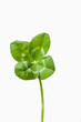 clover4_15