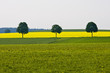Rapsfeld im Morgenlicht