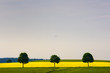 Rapsfeld im Morgenlicht