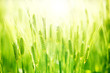 Green wheat