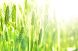 Green wheat