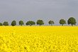 Rapsfeld und Baumreihe