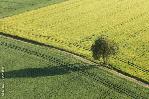 Photo: arbre au milieu des champs arbre au milieu des champs