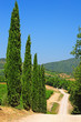 Cypress Alley