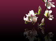Magnolie vor dunklem Hintergrund