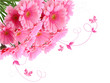 Gerbera,Blumenhintergrund