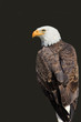 American Eagle - Haliaeetus leucocephalus American Eagle - Haliaeetus leucocephalus