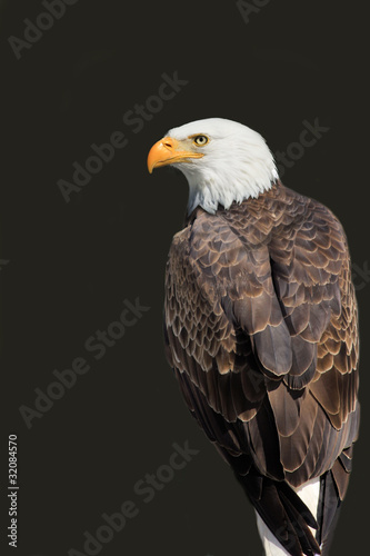 Photo: American Eagle - Haliaeetus leucocephalus American Eagle - Haliaeetus leucocephalus