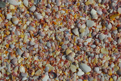 Foto: Muscheln Muscheln