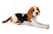 Beagelmädchen
