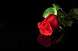 Rosa Rossa su Sfondo Nero