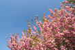 Kirschblüte