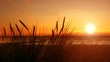 sea, beach grass, sunset (With sound) sea, beach grass, sunset (With sound)