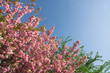 Kirschblüte