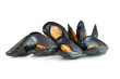 cooked mussels - cozze bollite cooked mussels - cozze bollite